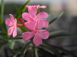 dolce oleandro, rose bay, nerium oleander nome fiore rosa albero in giardino su sfondo sfocato della natura, le foglie sono di forma ovale singola, la punta e la base della punta liscia non spessa dura foto