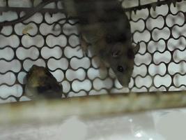 topo in una trappola per topi in acciaio, animale foto