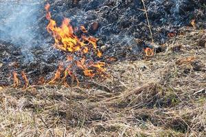 incendi di erba secca e canneti, incendi di inquinamento ambientale. foto
