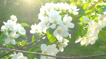 ramo di un melo con fiori bianchi ondeggia dal tocco nei raggi del mattino, sole primaverile.