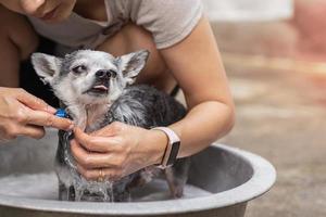 donna doccia chihuahua cane nel cestino all'aperto a casa. foto