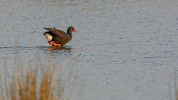 gallinule viola, porphyrio porphyrio guado umido in cerca di cibo nel parco naturale di mallorca spagna foto