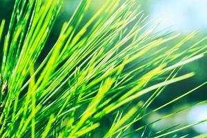 sfondo natura prato. full frame, lo sfondo del picco di erba verde. carta da parati natura. spazio per il testo foto