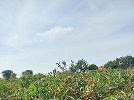 verde natura giardino paesaggio ecologico con fattoria, fiori, sole, cascata, giardinaggio della terra giorno estate fotografia di sfondo immagini naturali foto