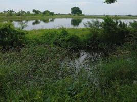 verde natura giardino paesaggio ecologico con fattoria, fiori, sole, cascata, giardinaggio della terra giorno estate fotografia di sfondo immagini naturali foto