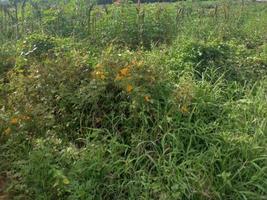 verde natura giardino paesaggio ecologico con fattoria, fiori, sole, cascata, giardinaggio della terra giorno estate fotografia di sfondo immagini naturali foto