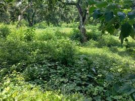 verde natura giardino paesaggio ecologico con fattoria, fiori, sole, cascata, giardinaggio della terra giorno estate fotografia di sfondo immagini naturali foto