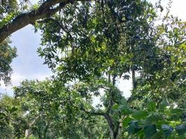 verde natura giardino paesaggio ecologico con fattoria, fiori, sole, cascata, giardinaggio della terra giorno estate fotografia di sfondo immagini naturali foto