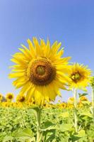 fattoria di girasole durante il giorno sullo sfondo del cielo blu brillante. foto