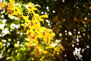 le orchidee gialle primaverili fioriscono su un fondo bianco e verde del bokeh fuoco selettivo, spazio della copia. foto