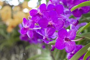 le orchidee viola fioriscono su una foglia e su uno sfondo blured fiore fiori di orchidea primaverili presi in una mostra in tailandia durante il giorno fuoco selettivo. foto
