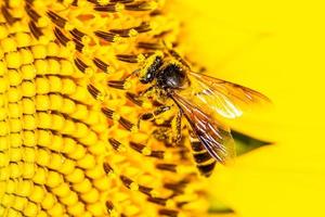 chiudere un'ape sul girasole. foto