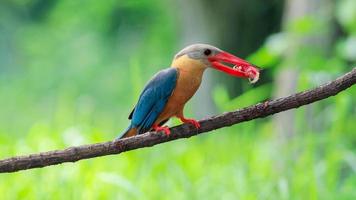 Martin pescatore con becco di cicogna con pesce nel becco che si appollaia sul ramo in thailandia. foto