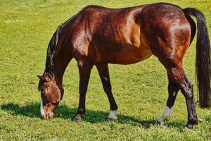 cavallo marrone al pascolo nell'erba verde in una giornata di sole foto