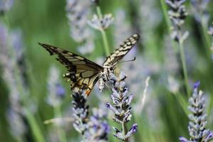 danaus plexippus farfalla monarca che succhia il polline da un fiore foto