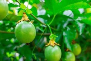 una gulupa verde sull'albero. gulupa frutta biologica nella fattoria tradizionale. foto