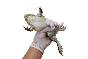 mano dell'agricoltore che tiene una bella rana madre per testare la razza su sfondo bianco con un tracciato di ritaglio. foto