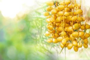 primo piano frutti gialli di palma da datteri barhi, fenice dactylifera sui grappoli nel giardino di frutta biologico per la raccolta, giardino di palme da datteri barhi e concetto di cibo sano, gruppo di palma da datteri barhi foto