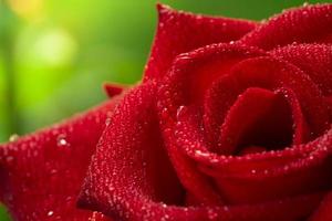 fiore di rosa rossa, rosa di chiang mai, tra le foglie verdi sfoca lo sfondo, punto di goccia d'acqua a fuoco selettivo sui petali e sfocatura intorno, rosa macro foto
