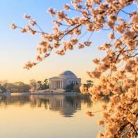 memoriale di Jefferson durante il festival dei fiori di ciliegio foto