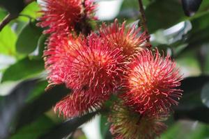 un mazzetto di rambutan rosso fresco pronto per essere raccolto dall'albero foto