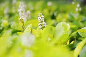 i fiori che spesso prosperano nei parchi di Giacarta sono un tipo di pianta chiamata lupino foto