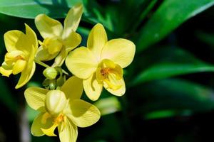 fiori di orchidea con sfondo naturale nel giardino foto