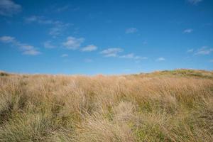 la bellezza della natura a phillip island, victoria state of australia. foto