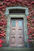 la crescita dell'acero rosso a Victoria Barracks a Melbourne, in Australia. foto