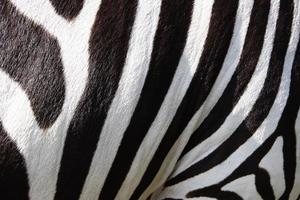 pelliccia di una zebra, strisce zebrate, in bianco e nero foto