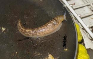 lumaca che mangia cibo da una padella all'interno di una casa foto