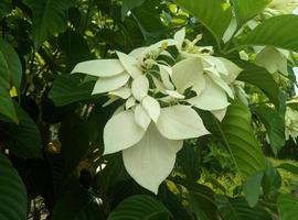 mussaenda pubescens è una pianta della famiglia del caffè, le rubiaceae che si trova in Indonesia. la pianta cresce spontanea sui pendii delle colline, arbusti, ed è spesso coltivata come pianta ornamentale. foto
