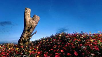 campi di fiori e grandi alberi che ricevono la luce del sole durante il giorno. cielo luminoso e nuvole rendering 3d foto