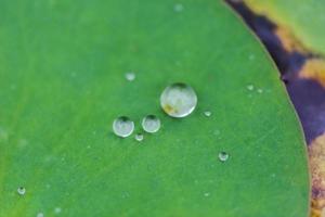 foglia di loto verde con goccia d'acqua