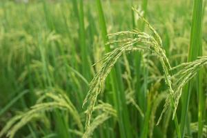 la pianta di riso produce cereali nel campo di riso verde. foto