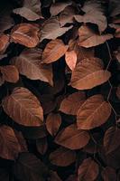 foglie di piante marroni nella natura nella stagione autunnale, colori autunnali foto