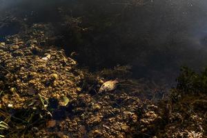 pesce morto in un lago fangoso. pestilenza dei pesci. foto