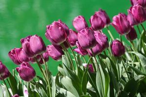 tulipani viola accanto allo stagno verde dell'acqua