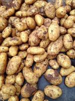 patate biologiche al mercato degli agricoltori foto