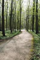 sentiero nel bosco vuoto in primavera foto