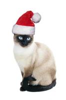 gatto siamese che indossa il cappello di Babbo Natale per natale foto