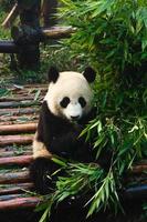 Panda che mangia bambù