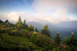 il roododron di primavera di montagna roan fiorisce 10 foto