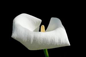 singolo fiore di calla bianco foto