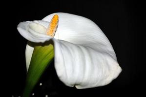 flor cala blanca foto