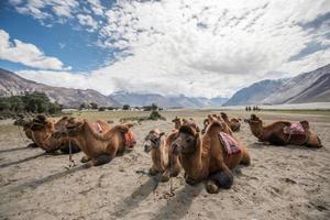 cammelli nel deserto