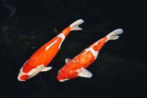 koi e pesci rossi che nuotano in uno stagno con una fontana foto