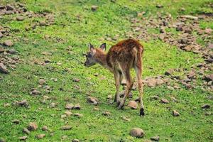 un giovane cervo alla ricerca di cibo in un prato verde foto