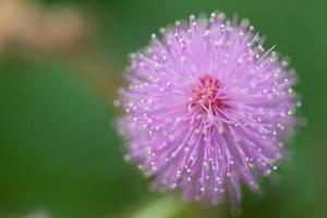 fiori di mimosa al mattino foto