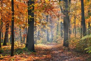 foresta autunnale atmosferica nella nebbia. foglie gialle e arancioni sugli alberi nella foresta mattutina. bellissimo sfondo foto